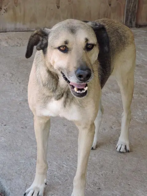 Crédito: Amor Aos Animais