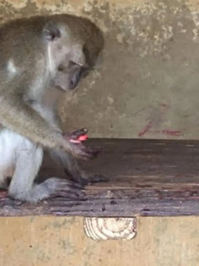 Macaco ferido em parque