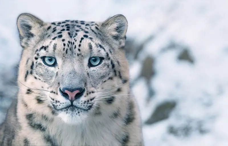 Leopardo-da-neve