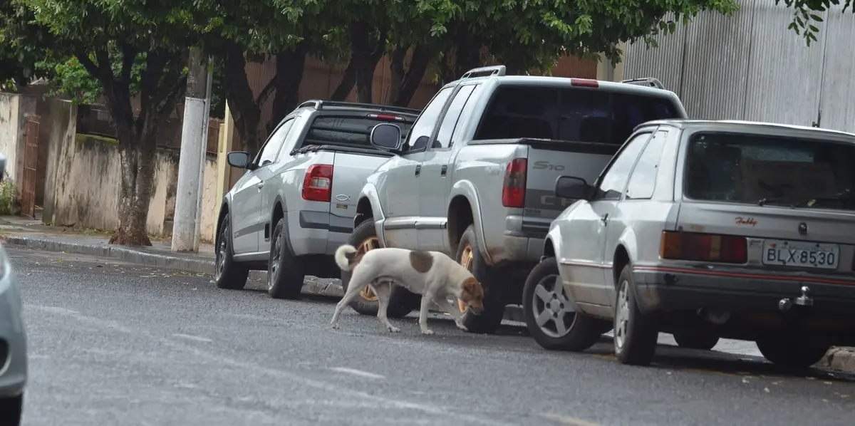 Em abril de 2016 foi instaurado inquérito para apurar a existência de política pública de atendimento aos animais domésticos (cães e gatos) na cidade. Crédito: Paulo Gonçalves/Folha da Região 