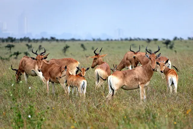 Animais estão gravemente em risco de serem atropelados caso a construção da estrada seja aprovada.