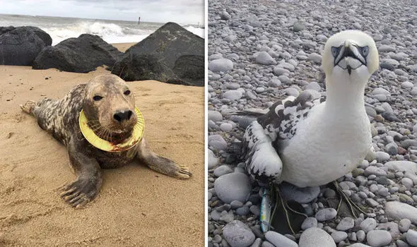 Animais encontrados com ferimentos por causa da poluição dos mares.