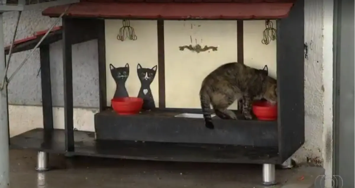 Gato abandonado se alimentando na lanchonete temática.