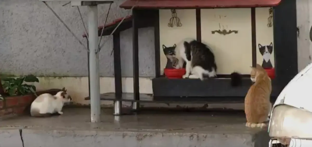 Gatos desabrigados aproveitando a lanchonete feita para eles.