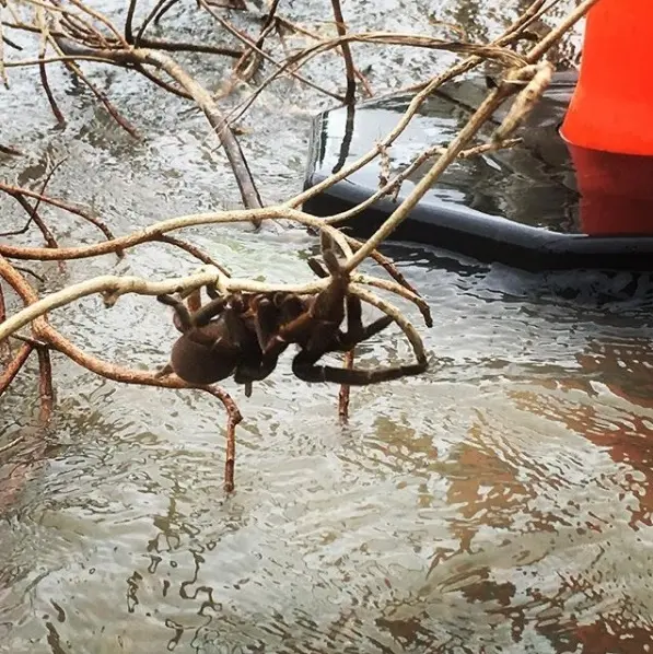 O animal foi salvo e liberado em um local seguro.