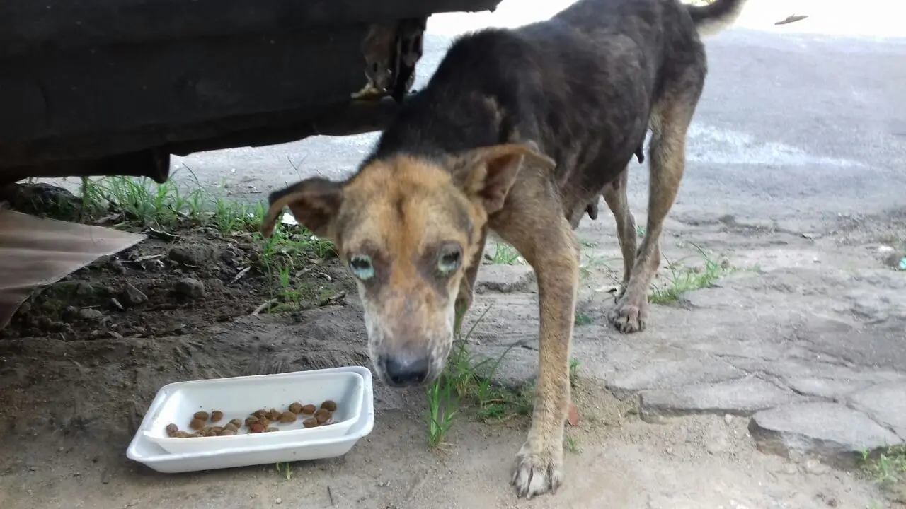 A cadela grávida em Guadalupe (RJ) deseja adoção por família responsável e local seguro para ter seus filhotes.