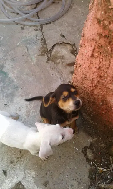 Cadelinhas em busca de um lar no Rio de Janeiro (RJ)