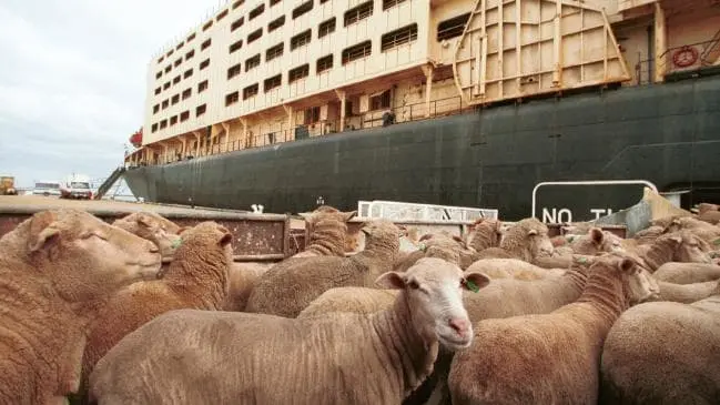 O secretário Michael Gove quer probir a exportação de animais e diz que visa "tornar o Reino Unido um líder mundial em bem-estar animal". (Foto: Mead Leon)