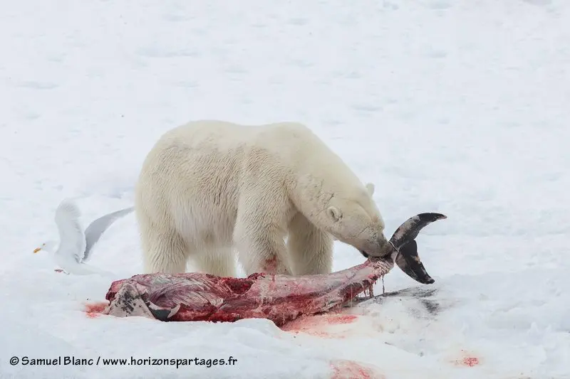 Golfinho sendo comido por urso polar.