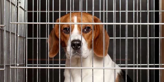 Os animais vivos foram mantidos dentro do laboratório desativado. 