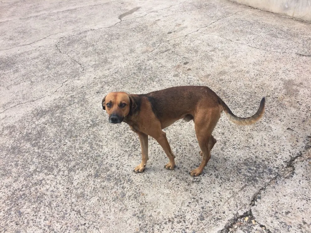 Doença atinge cachorros e seres humanos (Foto: Osvaldo Palota/ Divulgação)