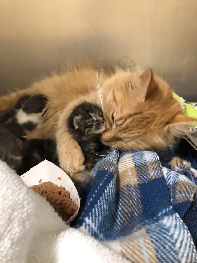 A gata do abrigo cuidou dos filhotes como se fosse mãe de parto.