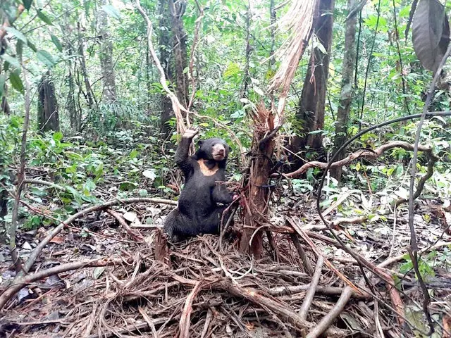 O urso fêmea, nomeado de Belia por quem a resgatou, estava praticamente 'acenando', gritando por ajuda com a sua pata presa em armadilha (Foto: Four Paws)