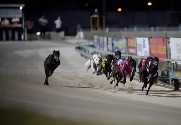 Galgos australianos são exportados ilegalmente para Macau.