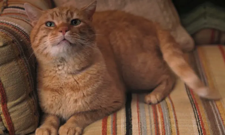 Os animais domésticos como gatos e cães são inseridos nas histórias apenas para serem mortos.