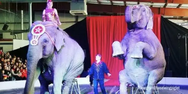 Os dois animais selvagens são explorados em circo por cerca de 50 anos.