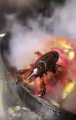 Lagosta lutando pela vida ao agarrar uma panela quente.