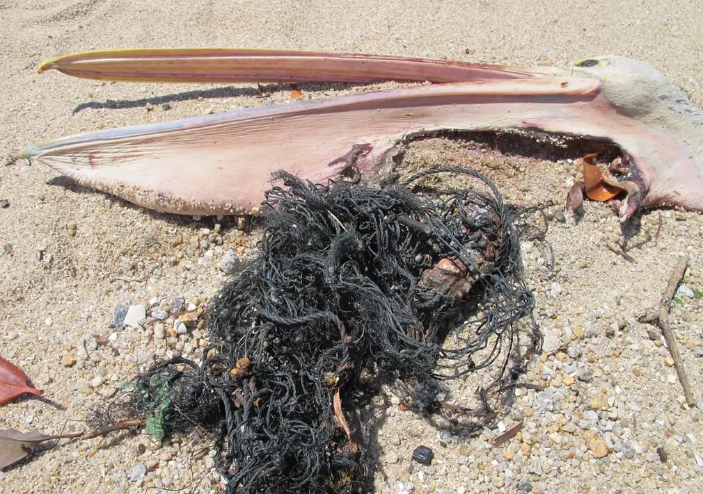 Milhares de animais marinhos morrem por conta da poluição.