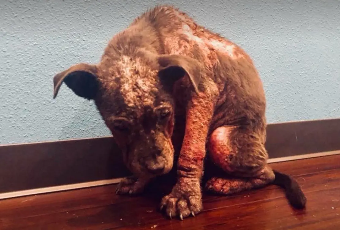 Cadelinha que sofria imensamente com a sarna foi resgatada e já está em tratamento (Foto: Divulgação)