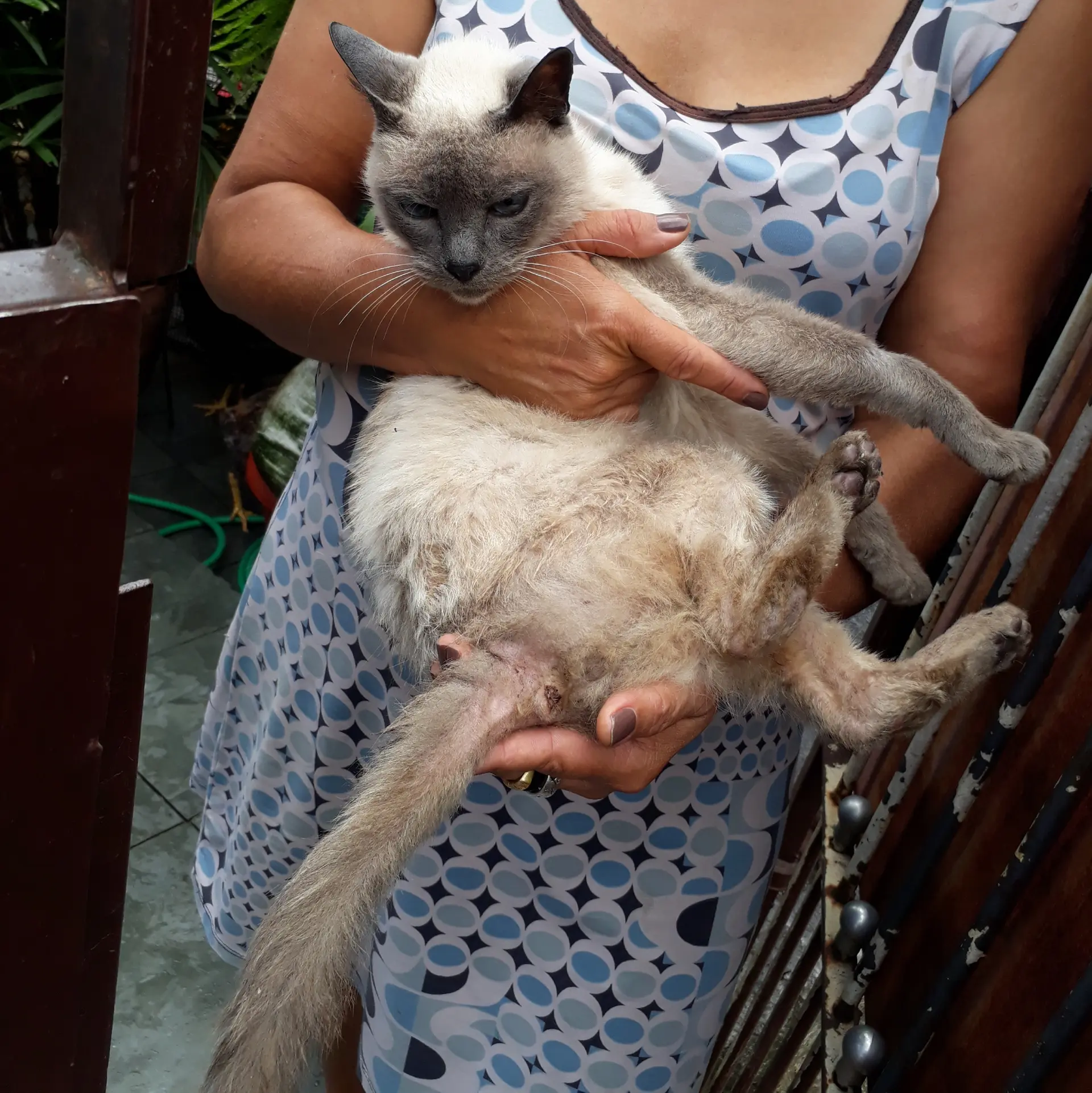 Gatinha resgatada precisa de ajuda em São Paulo e busca um lar responsável