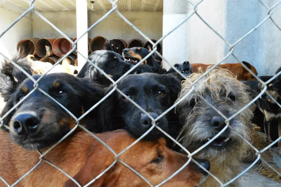 ONG Cão Herói precisa de ração para continuar salvando vidas de animais