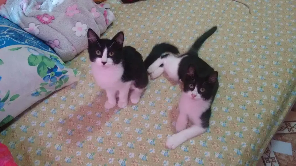 Gatinhas precisam de ajuda veterinária urgente na cidade de São Paulo