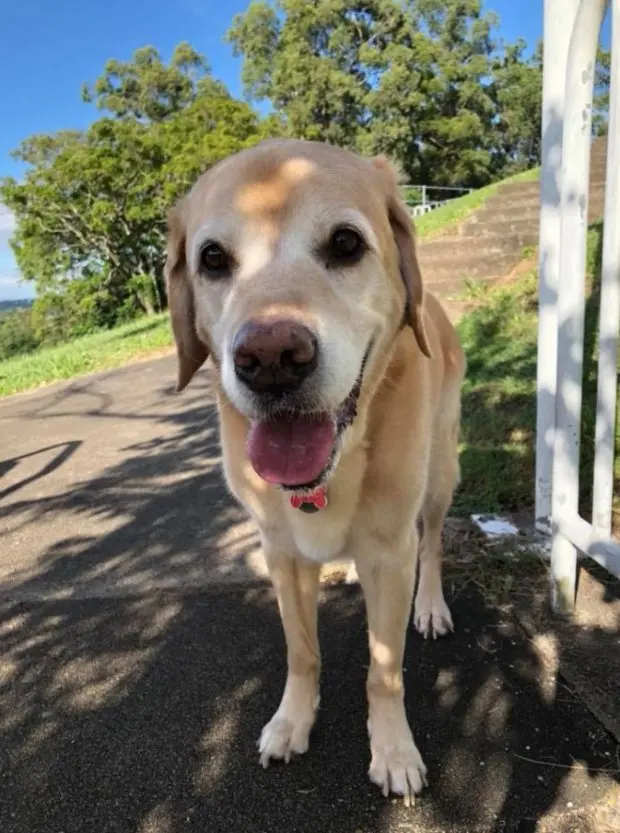 Cão idoso com câncer