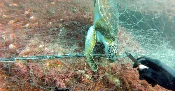 A colocação de luzes LED nas redes de pesca tem o poder de afastar as tartarugas e as aves marinhas que são suscetíveis a ficarem presas nelas e morrerem.