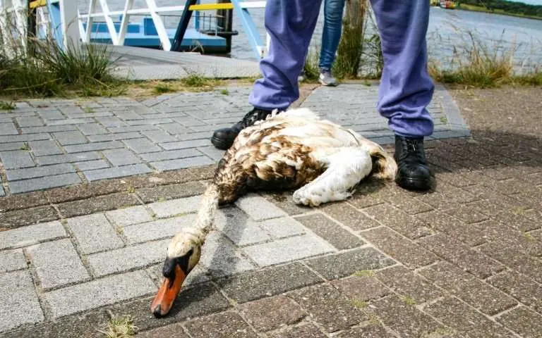 Ganso coberto de petróleo, enquanto voluntários se unem para ajudar as aves | Foto: Divulgação