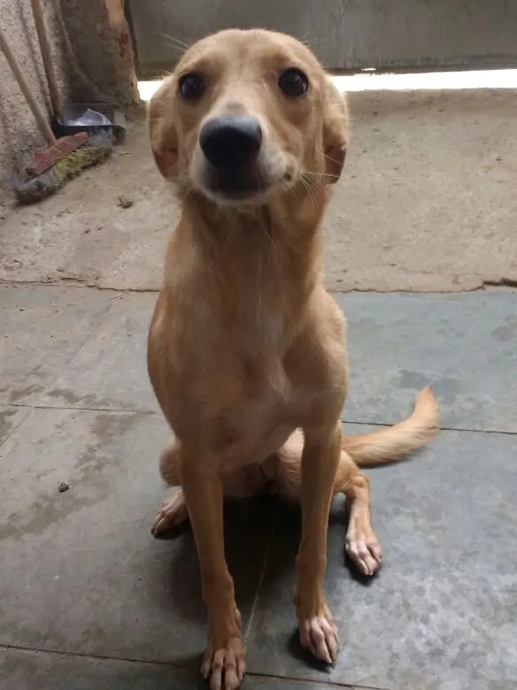 cachorra foi adotada há 4 anos mas foi abandonada