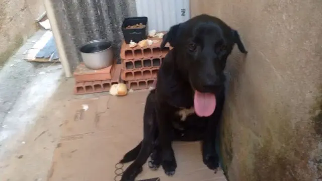 cãozinho foi castrado e precisa de ajuda pra pagar despesas médicas 