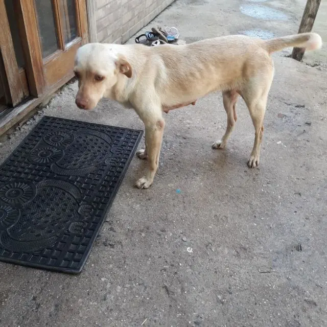 a cachorra de pequeno porte precisa de um lar 