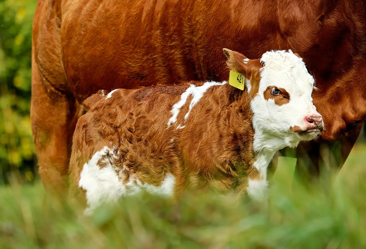 Bezerrinhos são afastados de suas mães e privados de tomar o leite que é seu alimento por natureza | Foto: Divulgação