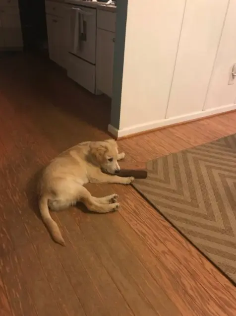 cachorro ainda filhote e seu amigo tijolo