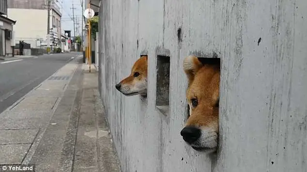 Pessoas formam filas quilométricas ao redor da casa para ver os cães | Foto: Instagram