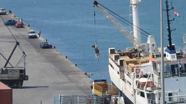 O documentário “A Face Oculta do Transporte dos Animais”, exibido pela RTP1, retrata as inaceitáveis condições em que ocorrem as viagens de exportação na Europa, e evidencia o tratamento desumano que os animais recebem.