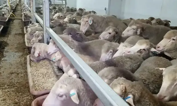 A exportadora Emanuel Exports perdeu sua licença por violar as regulações que garantem o bem-estar animal durante as longas viagens 