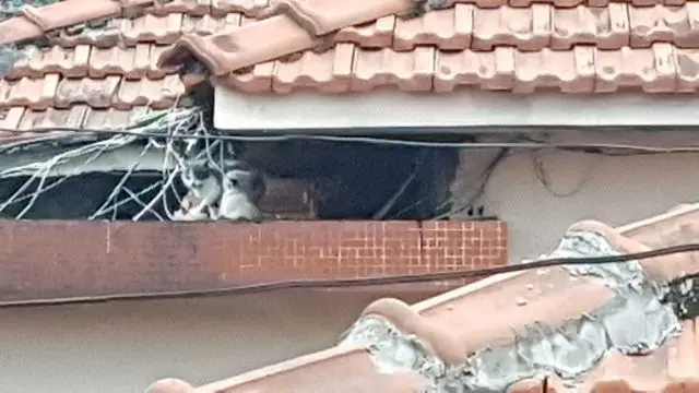 filhotes em telhado 