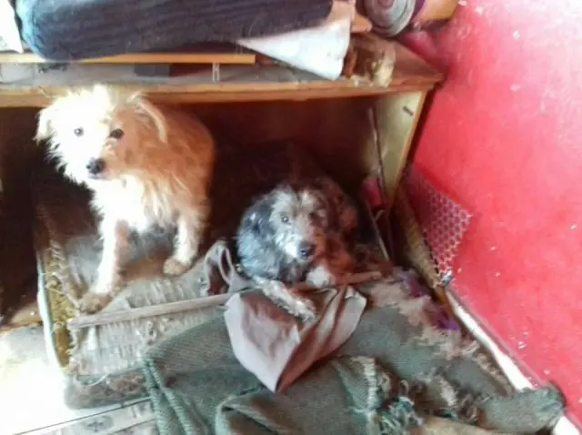 cachorros foram abandonados após mudança da família 