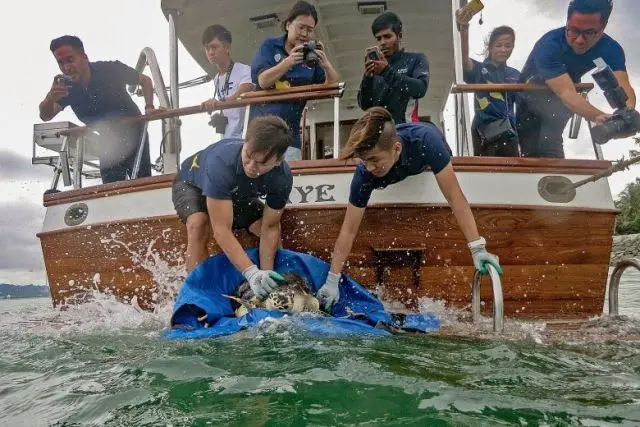 As tartarugas retornaram à natureza nas redondezas de Singapura. Foto: Reprodução