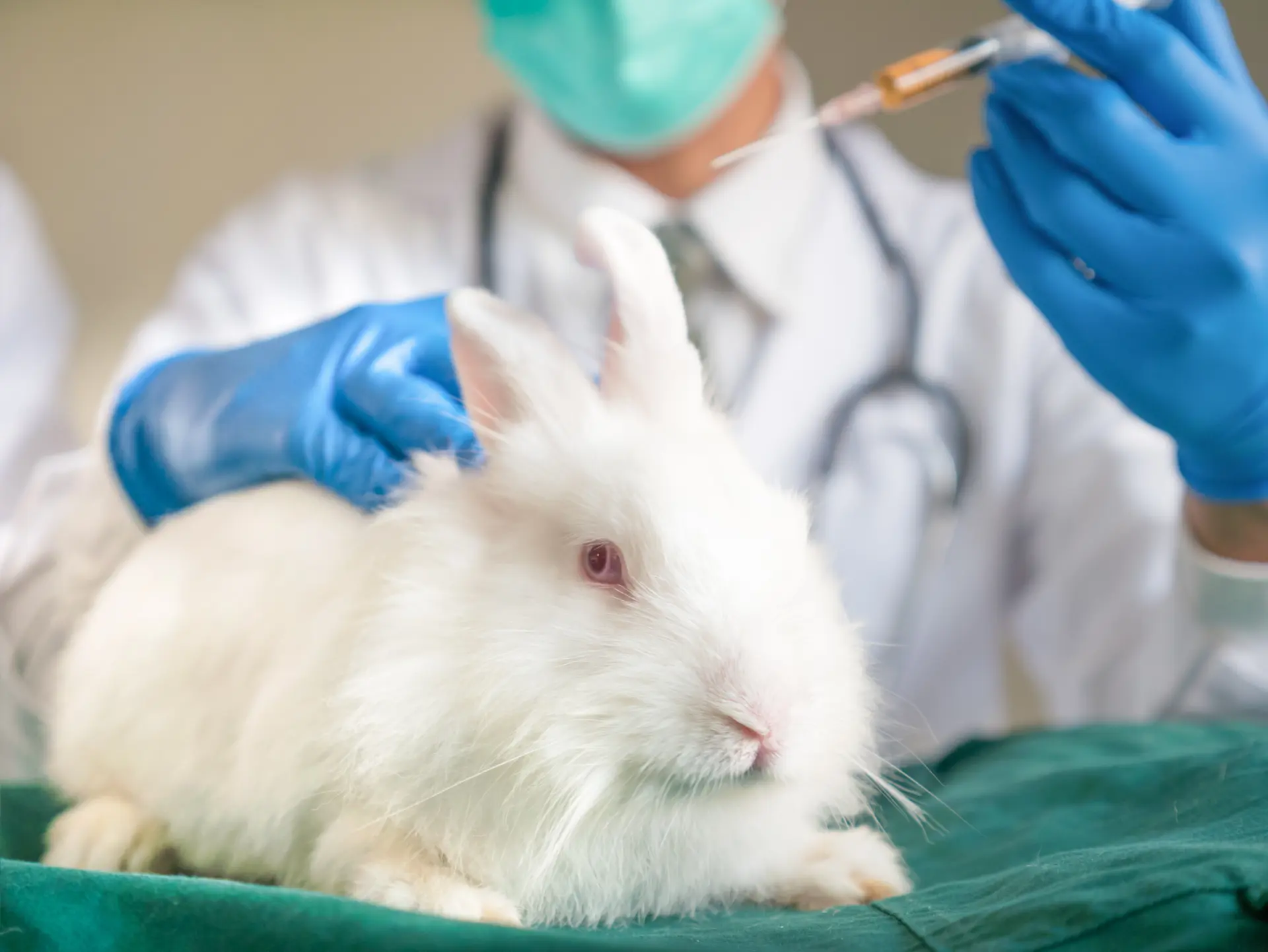 Programa de incentivo a marcas livres de crueldade animal foi recebido positivamente pelo mercado chinês | Foto: Divulgação