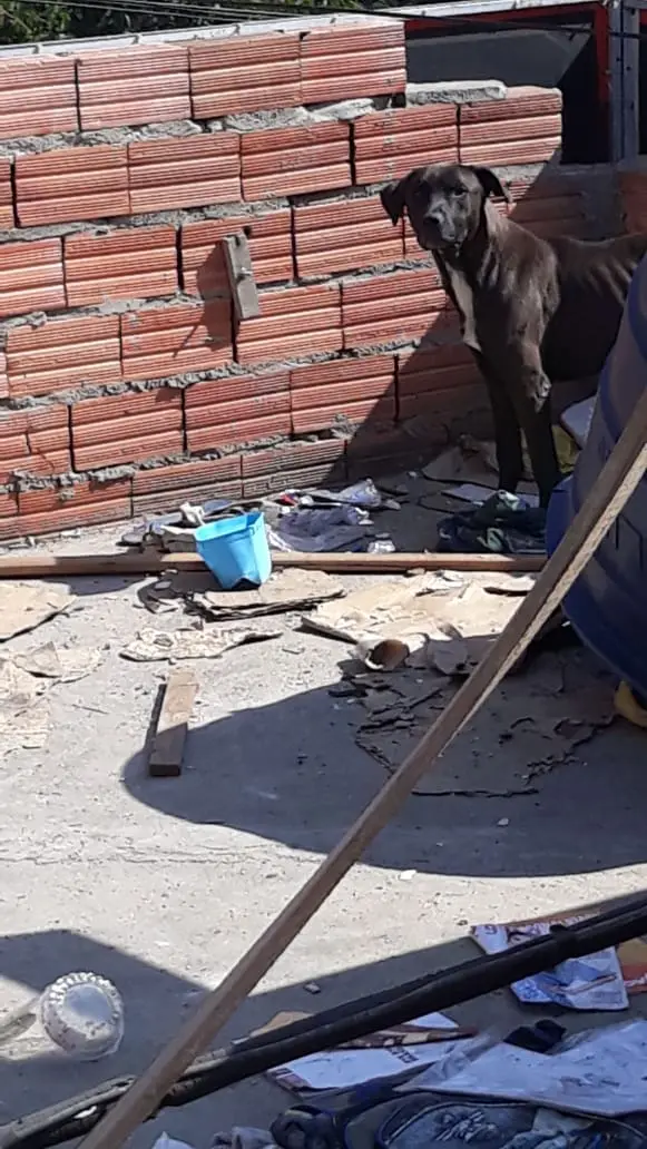 Este cachorro foi abandonado após sua tutora deixar a casa, no bairro Sacomã, em São Paulo, e precisa urgentemente de resgate. 