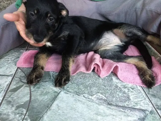 Quatro filhotinhas nasceram após sua mãe ser resgatada da rua, na zona norte de Porto Alegre, e elas agora precisam de um novo lar com muito amor. 