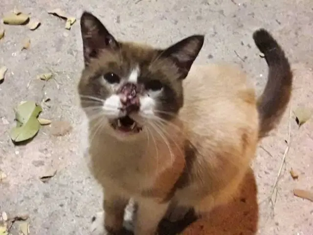 Um gatinho foi abandonado doente e sua resgatadora já possui toda a medicação para tratá-lo, porém precisa encontrar alguém o abrigue durante o tratamento. 