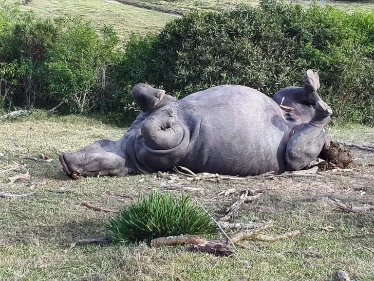 Mesmo tendo o chifre amputado como medida de proteção, Bella foi assassinada pelo 1cm que restou em sua cabeça | Foto: Cathers N.A.