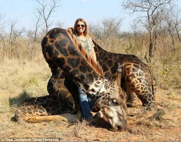 A foto postada pela caçadora com a legenda "caçada dos sonhos" causou polêmica e críticas ferozes na internet | Foto: Tess Thompson Talley