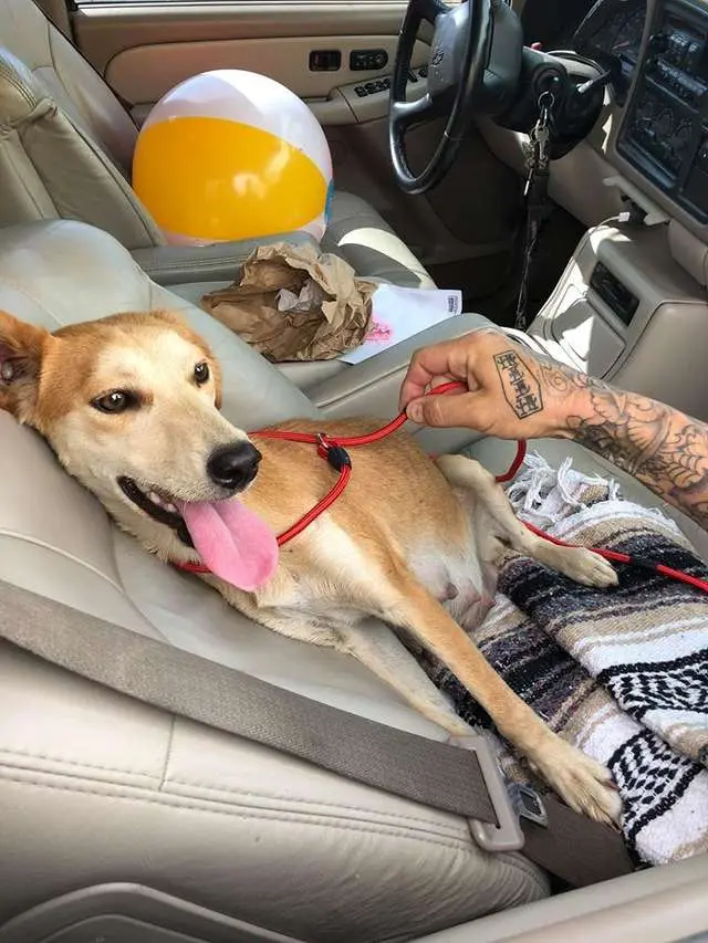 A cadela Mama é uma astuta sobrevivente. Ela foi abandonada ainda muito jovem em um leito de rio seco, perto da cidade de Redlands, no estado da Califórnia. 