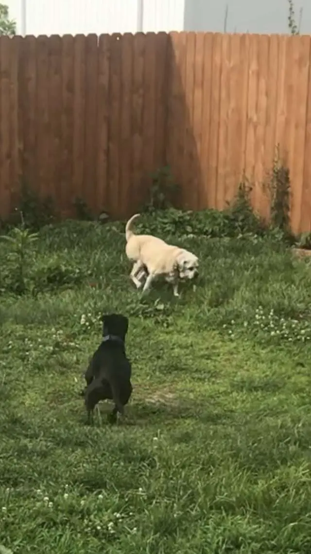 O cãozinho Spyder suportou ser abandonado, doenças, ver seu melhor amigo morrer e ainda assim foi capaz de confiar novamente e encontrar uma família. 