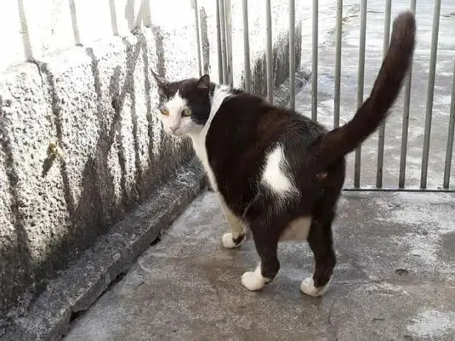 O tutor de vários gatinhos faleceu no dia 23 de julho e eles agora precisam de um novo lar urgente, senão irão para a rua. 