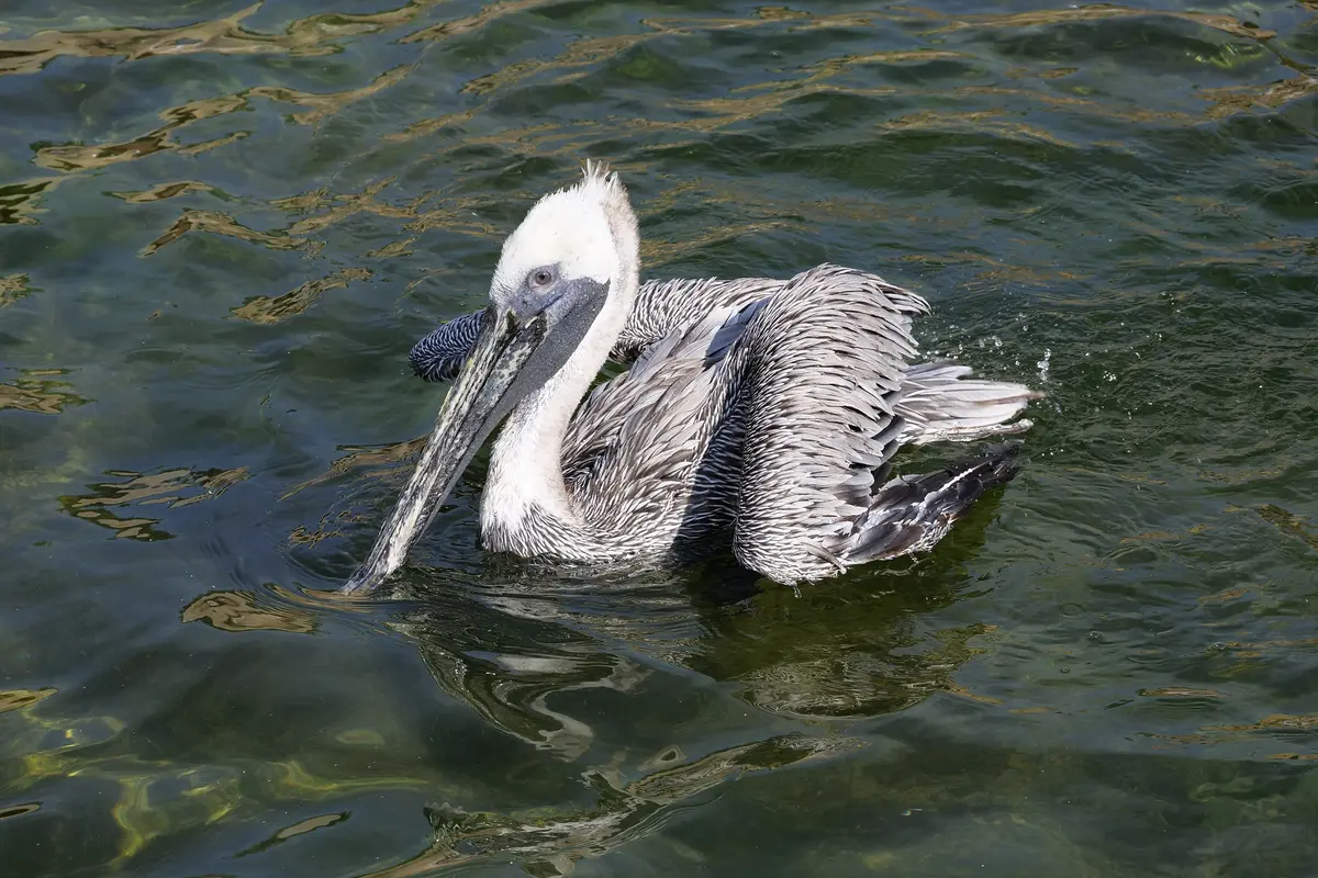 Ave marinha em seu habitat